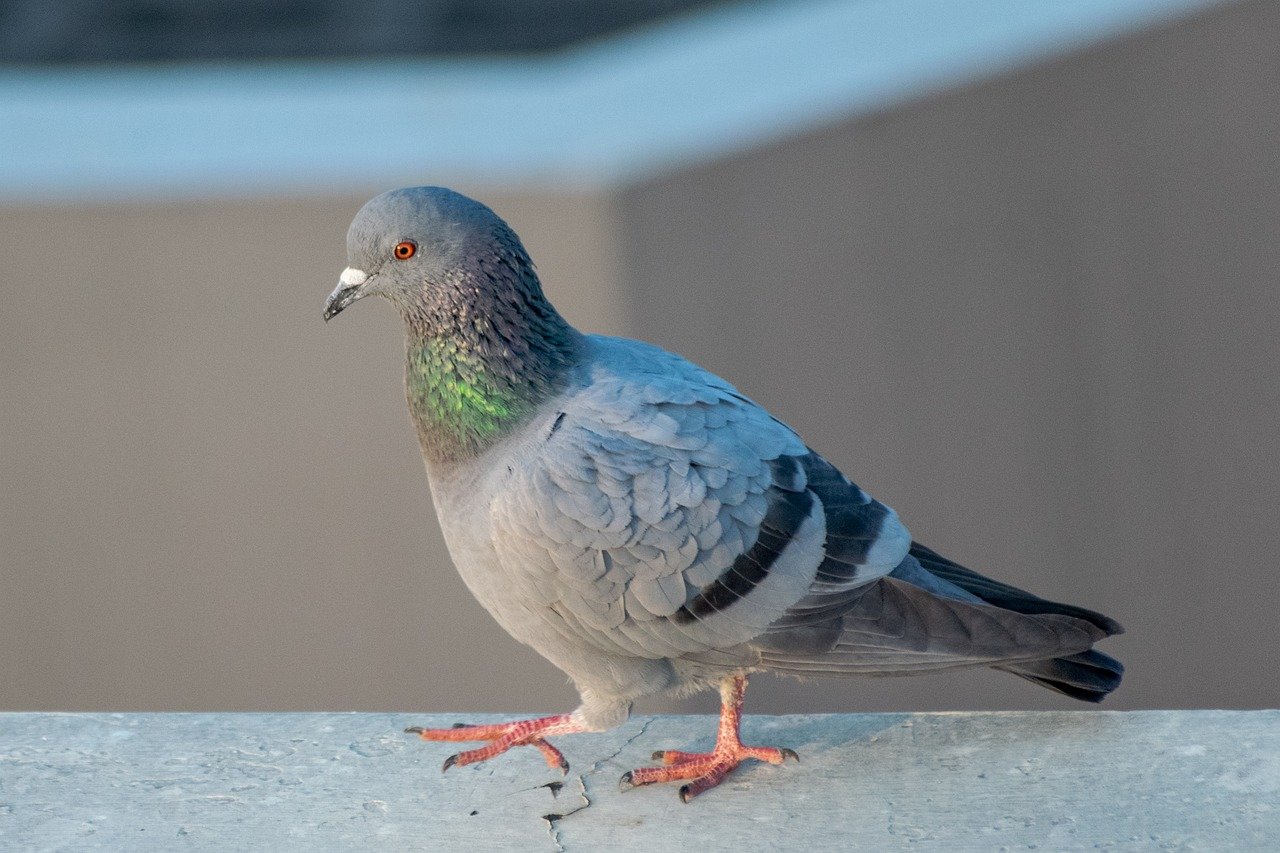 Contented Issue 108 Janno Media